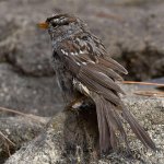 Sparrow9.jpg