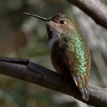 Hummer32.jpg