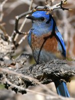 Bluebird.jpg