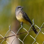 Kingbird2.jpg