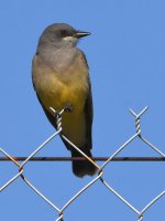 Kingbird4.jpg