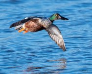 ShovelerFlight-570.jpg