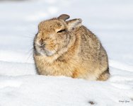 BunnySnow-501.jpg
