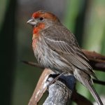 Finch4.jpg