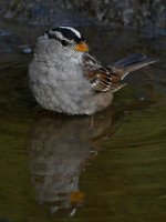 Sparrow4.jpg