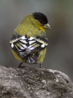 Finch.jpg