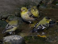 Goldfinch2.jpg
