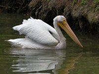 Pelican2.jpg