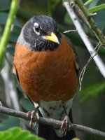 Robin2.jpg