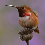 Hummer29.jpg