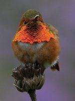 Hummer41.jpg