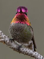 Hummer50.jpg