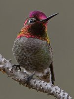 Hummer51.jpg