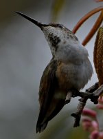 Hummer58.jpg