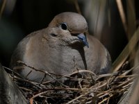 Dove2.jpg