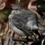 Mockingbird6.jpg