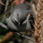Mockingbird7.jpg