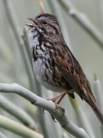 Sparrow5.jpg