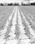 CornSnow-501.jpg