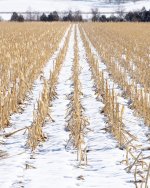 CornSnow-500.jpg