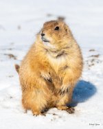 P-DogSnow-500.jpg
