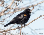 Blackbird-500.jpg