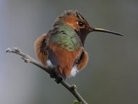 Hummer11.jpg