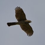 Hawk3.jpg