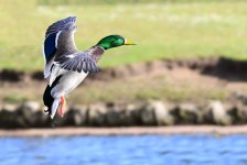 DSC_3751.jpg