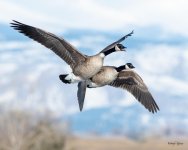 GeeseFlight-526.jpg
