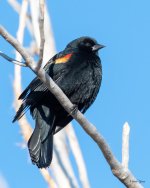 Blackbird-515.jpg