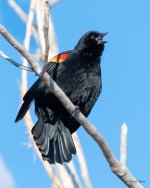 Blackbird-516.jpg