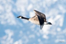 GeeseFlight-527.jpg