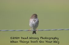 Sparrow N MR 500_1664.jpg
