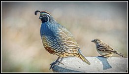 610_8856-Edit.jpg