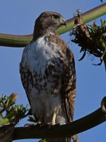 Hawk9.jpg