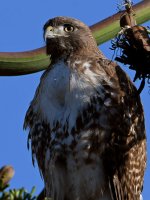 Hawk5.jpg