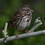 Sparrow2.jpg