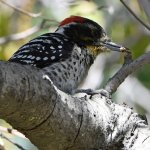 Woodpecker2.jpg