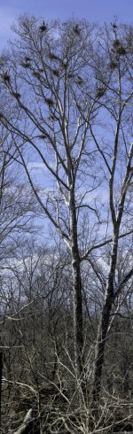 Great Blue Heron Rookery-2.jpg