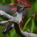 Hummer28.jpg