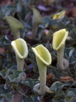 Aristolochia.jpg