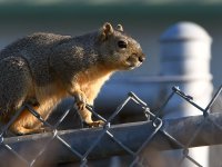 Squirrel.jpg