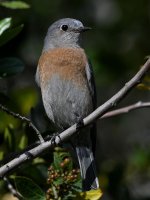 Bluebird3.jpg
