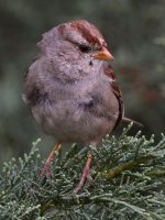 Sparrow4.jpg