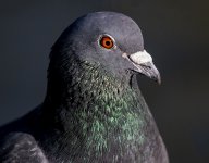 DSC_3821.jpg