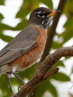 Robin4.jpg