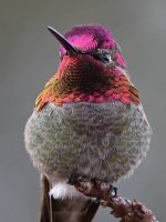 Hummer21.jpg