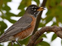 Robin3.jpg