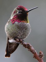Hummer10.jpg